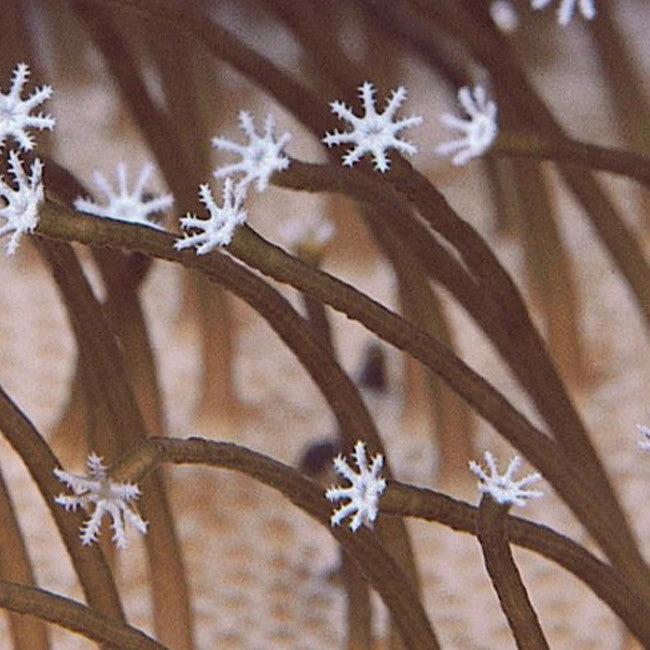 Medeski Martin & Wood Farmer's Reserve Re-Mastered CD 2 Medeski Martin & Wood Farmer's Reserve Re-Mastered CD